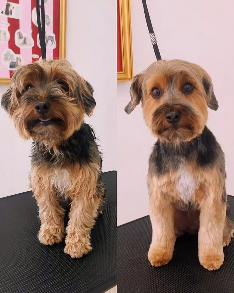 Toilettage d'un Yorkshire Terrier au salon