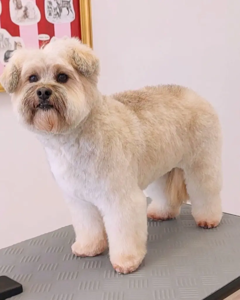 Toilettage d'un Shih Tzu au salon