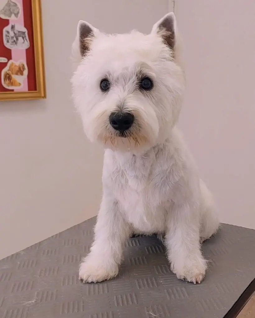 Toilettage d'un West Highland Terrier au salon