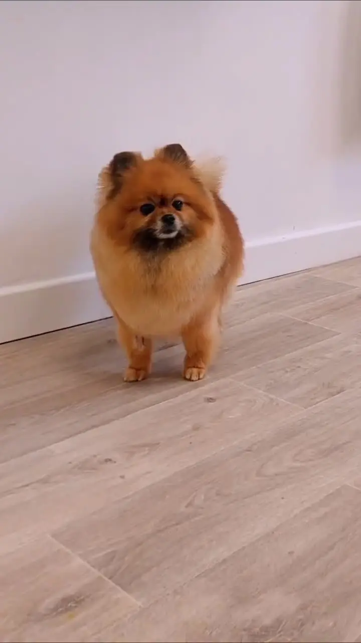 Spitz après toilettage